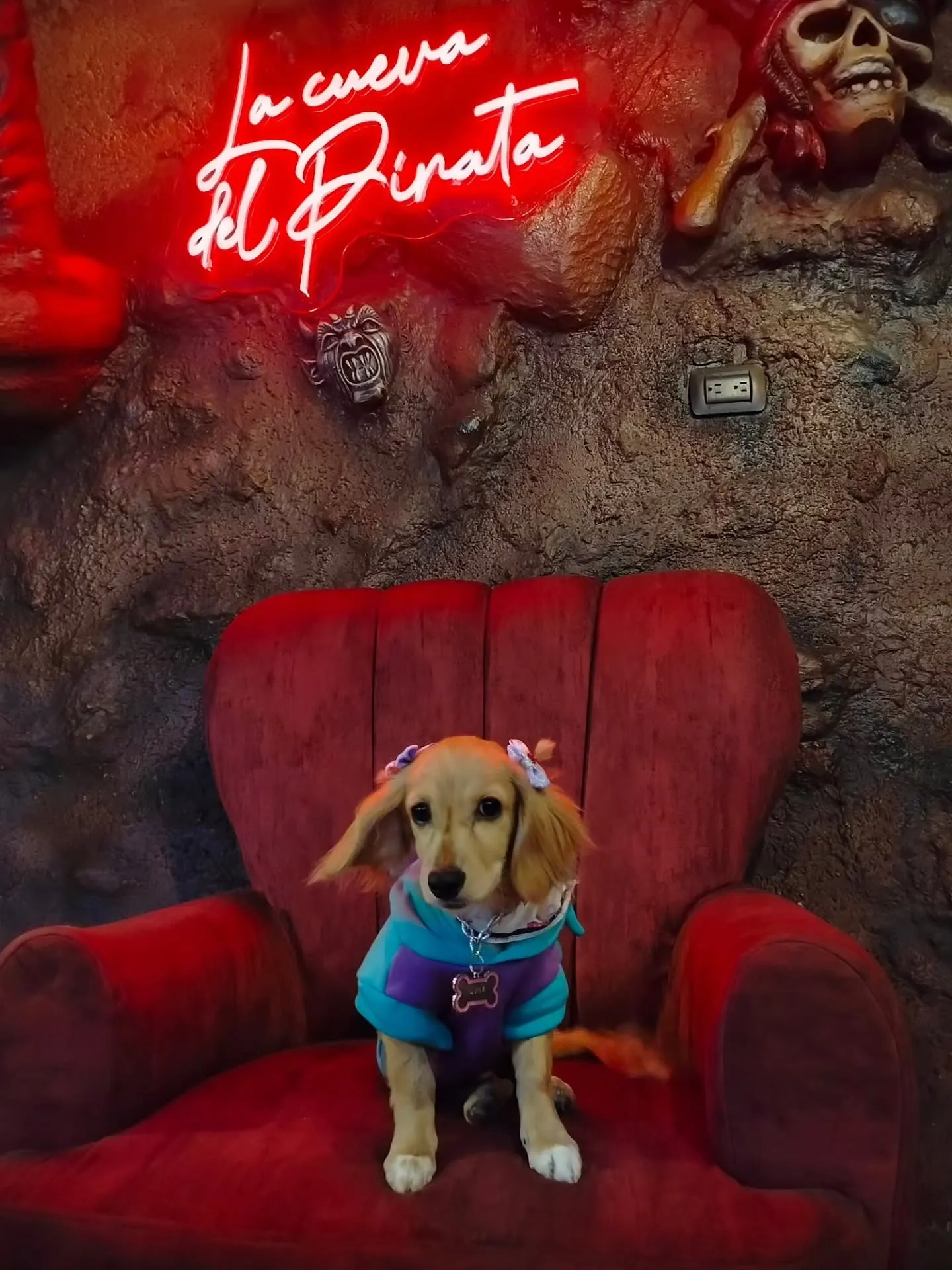 Perro cliente sentado en una silla roja bajo el letrero de neón La Cueva del Pirata